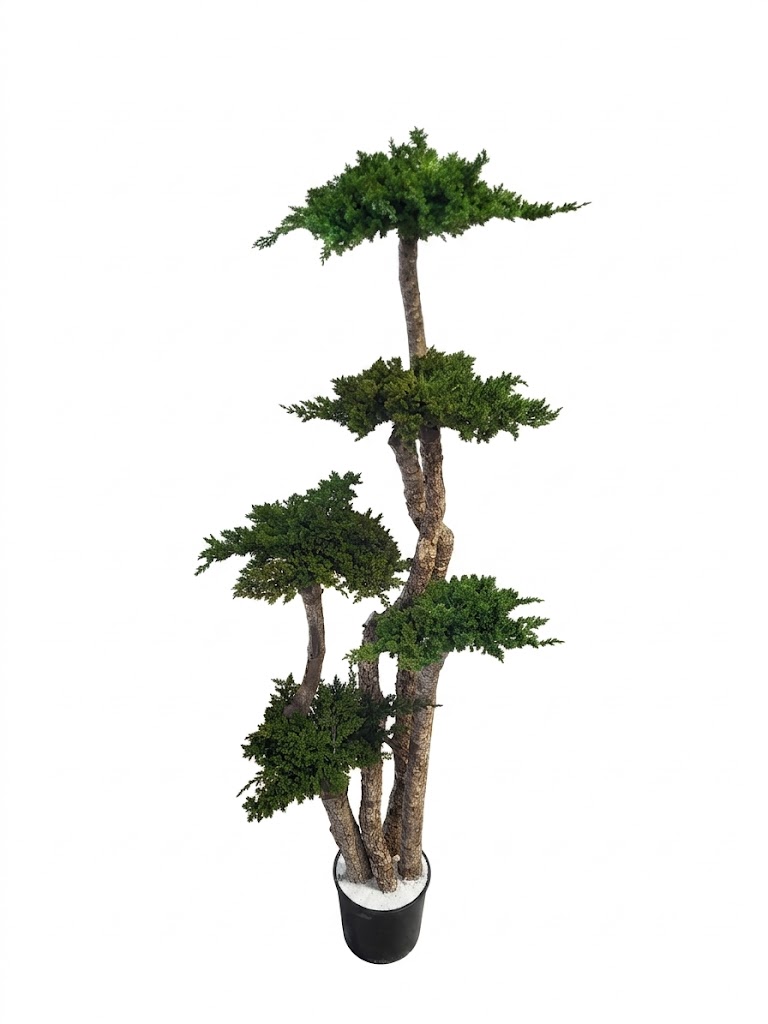 Árvore Bonsai Gigante Estilo Niwaki
