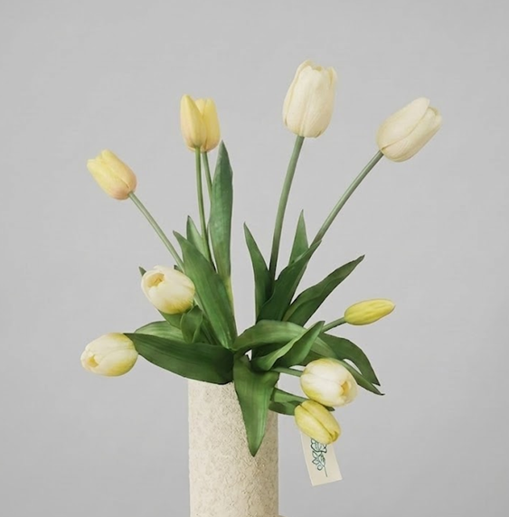 Tulipas cor branco marfim