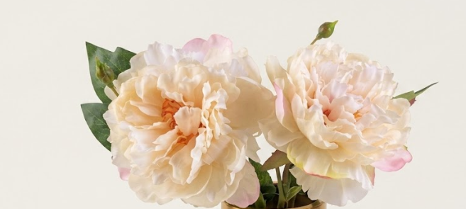 Rosas cor branco e pontas rosadas