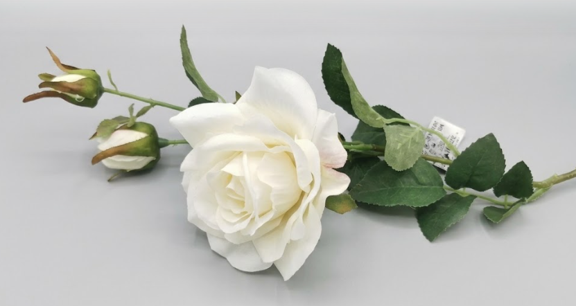 Rosa branca