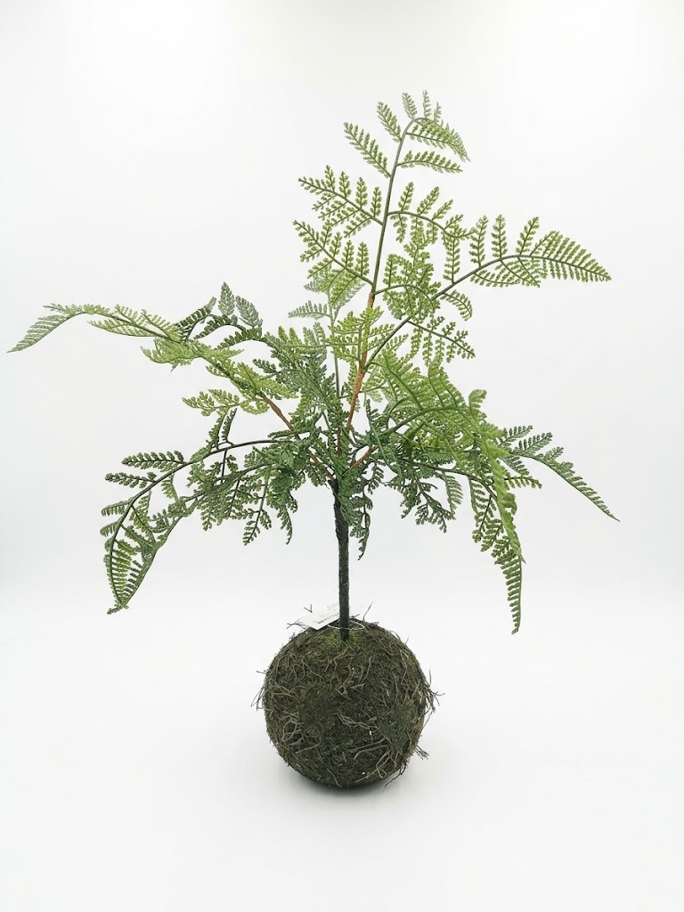 Samambaia Kokedama